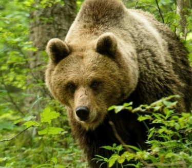 SUSRET LETA I ZIME Ako medved uradi ovo biće hladno još dugo