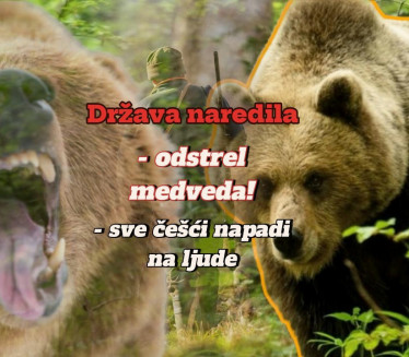 NAREDBA DRŽAVE: Počinje odstrel medveda, ubiće ih 350